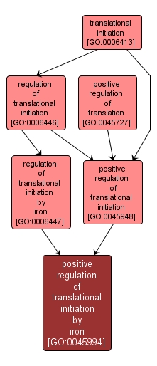 GO:0045994 - positive regulation of translational initiation by iron (interactive image map)