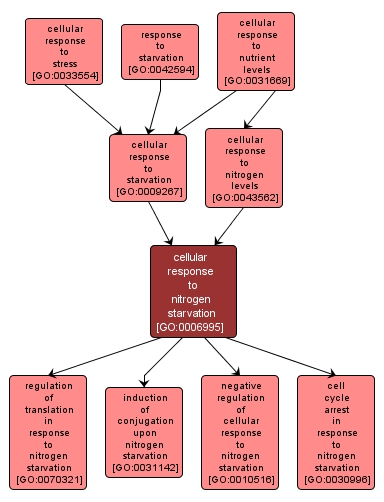 GO:0006995 - cellular response to nitrogen starvation (interactive image map)