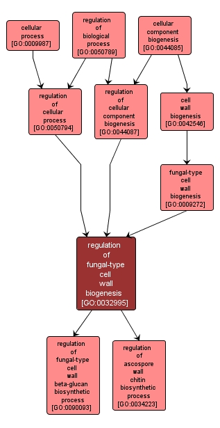 GO:0032995 - regulation of fungal-type cell wall biogenesis (interactive image map)