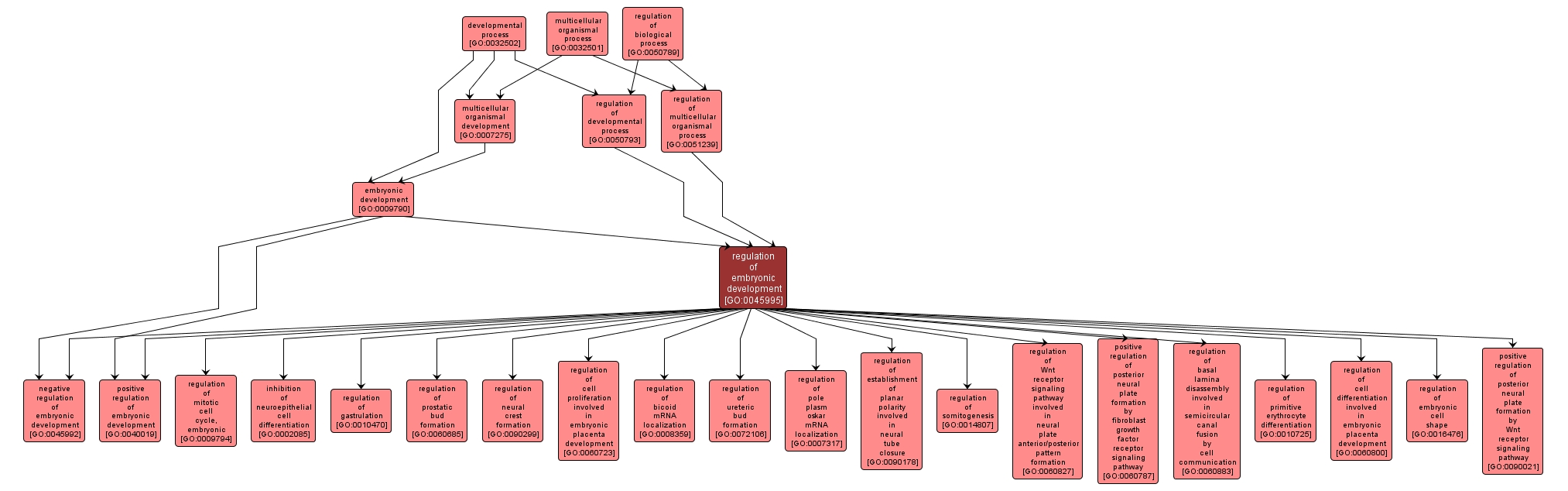 GO:0045995 - regulation of embryonic development (interactive image map)