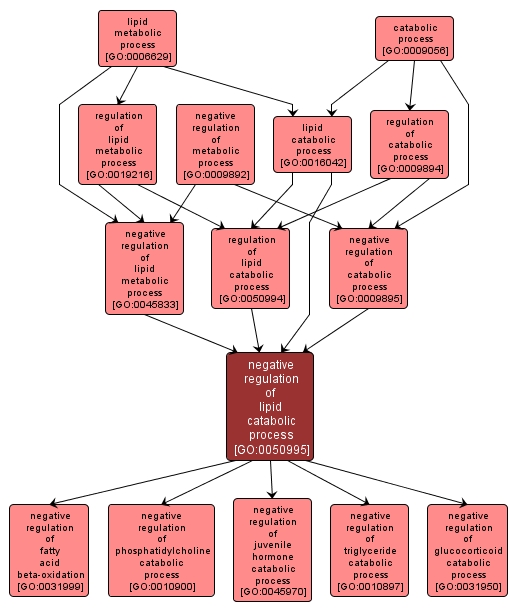 GO:0050995 - negative regulation of lipid catabolic process (interactive image map)