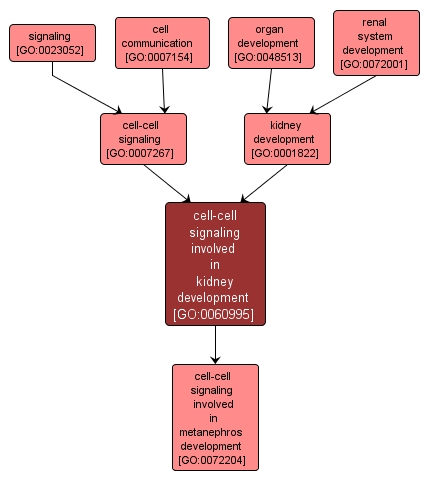GO:0060995 - cell-cell signaling involved in kidney development (interactive image map)