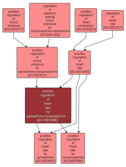 GO:0001996 - positive regulation of heart rate by epinephrine-norepinephrine (interactive image map)