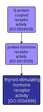 GO:0004996 - thyroid-stimulating hormone receptor activity (interactive image map)