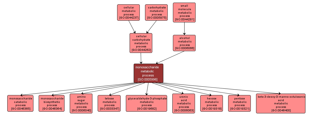 GO:0005996 - monosaccharide metabolic process (interactive image map)