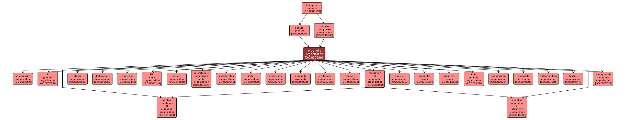 GO:0006996 - organelle organization (interactive image map)