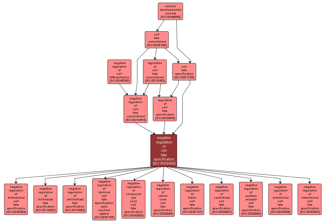 GO:0009996 - negative regulation of cell fate specification (interactive image map)