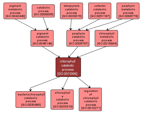 GO:0015996 - chlorophyll catabolic process (interactive image map)