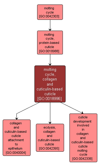 GO:0018996 - molting cycle, collagen and cuticulin-based cuticle (interactive image map)