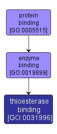 GO:0031996 - thioesterase binding (interactive image map)
