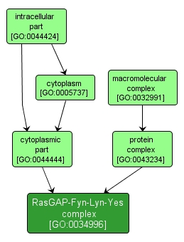 GO:0034996 - RasGAP-Fyn-Lyn-Yes complex (interactive image map)