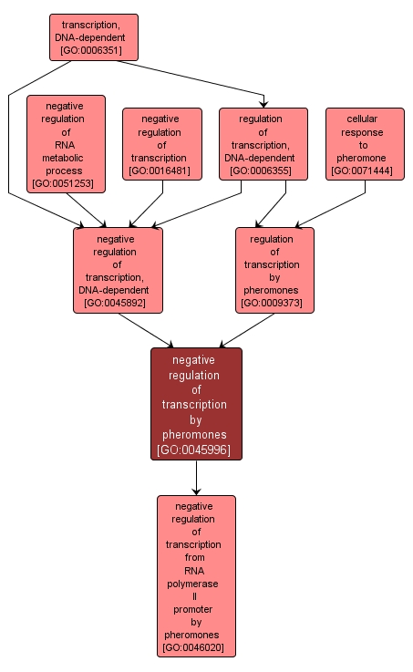 GO:0045996 - negative regulation of transcription by pheromones (interactive image map)