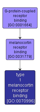 GO:0070996 - type 1 melanocortin receptor binding (interactive image map)