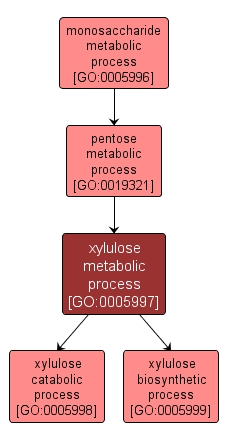 GO:0005997 - xylulose metabolic process (interactive image map)