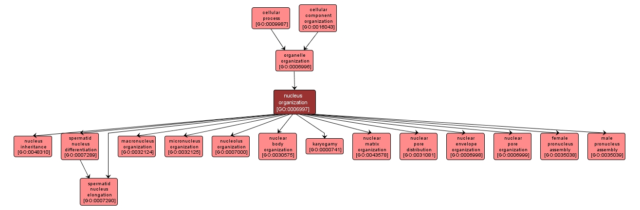 GO:0006997 - nucleus organization (interactive image map)