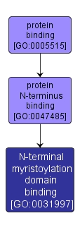GO:0031997 - N-terminal myristoylation domain binding (interactive image map)