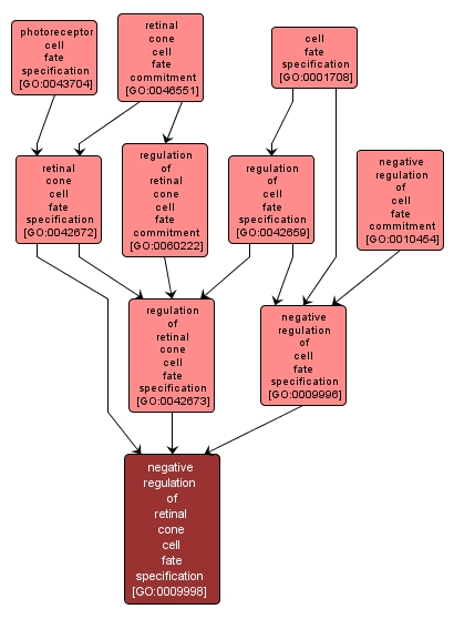 GO:0009998 - negative regulation of retinal cone cell fate specification (interactive image map)