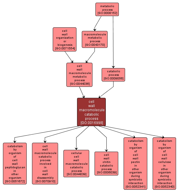 GO:0016998 - cell wall macromolecule catabolic process (interactive image map)