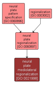 GO:0021998 - neural plate mediolateral regionalization (interactive image map)