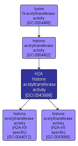GO:0043998 - H2A histone acetyltransferase activity (interactive image map)