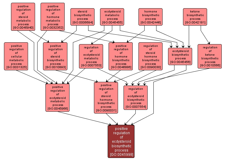 GO:0045998 - positive regulation of ecdysteroid biosynthetic process (interactive image map)