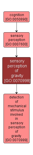 GO:0070998 - sensory perception of gravity (interactive image map)