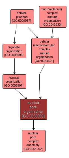 GO:0006999 - nuclear pore organization (interactive image map)
