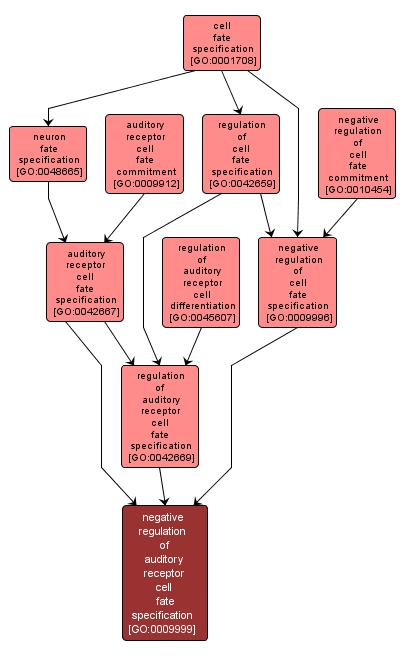 GO:0009999 - negative regulation of auditory receptor cell fate specification (interactive image map)