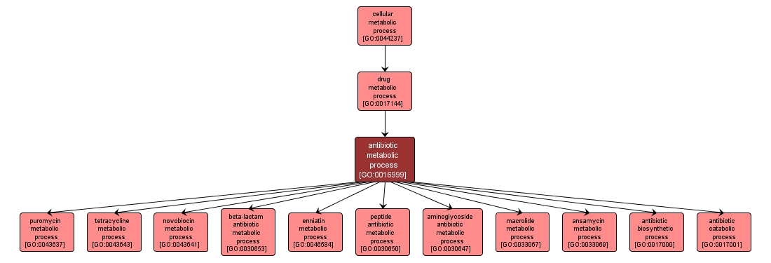 GO:0016999 - antibiotic metabolic process (interactive image map)