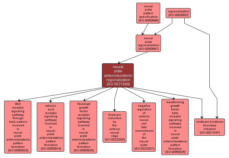 GO:0021999 - neural plate anterior/posterior regionalization (interactive image map)