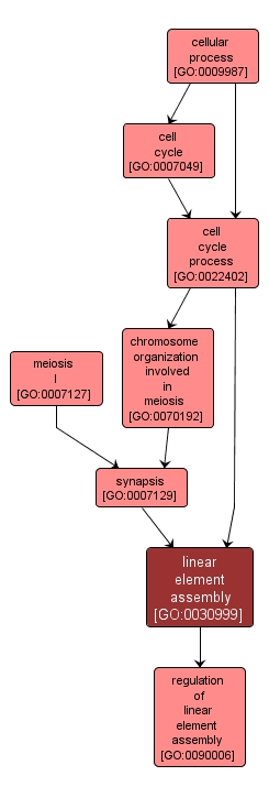 GO:0030999 - linear element assembly (interactive image map)