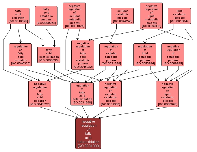 GO:0031999 - negative regulation of fatty acid beta-oxidation (interactive image map)