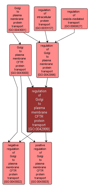 GO:0042999 - regulation of Golgi to plasma membrane CFTR protein transport (interactive image map)