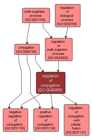 GO:0046999 - regulation of conjugation (interactive image map)