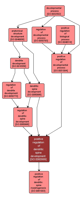 GO:0060999 - positive regulation of dendritic spine development (interactive image map)